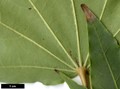 SpeciesSub: subsp. okamotoanum SpeciesSub: subsp. okamotoanum